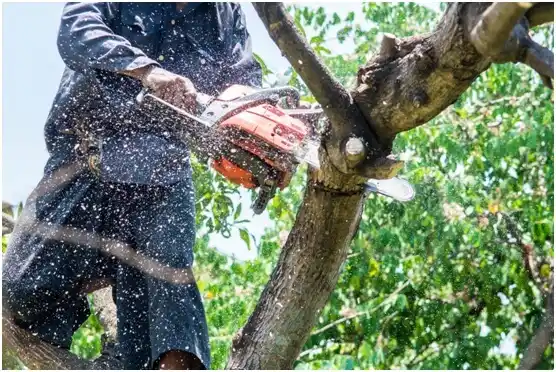 tree services Dicksonville